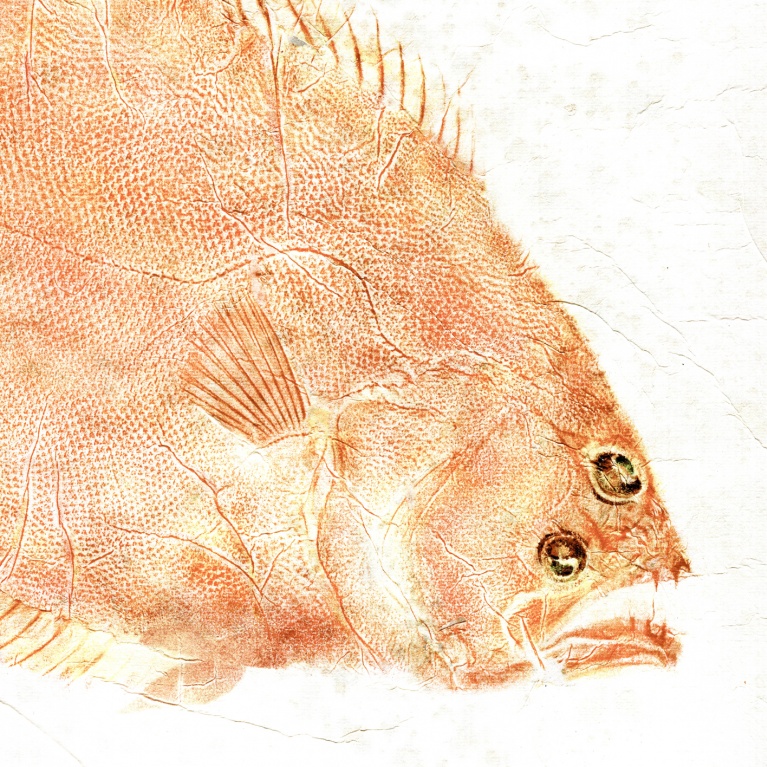 Brig Painting - Océan - Ocean - Gyotaku - Carrelet